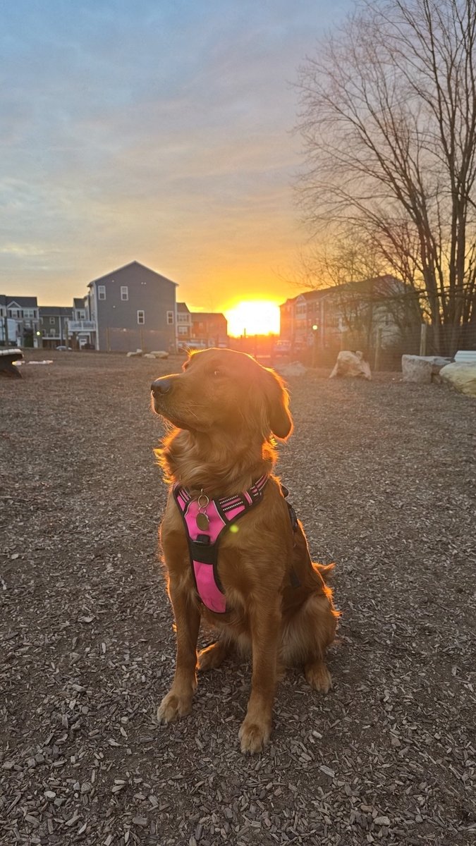 Limón the golden retriever